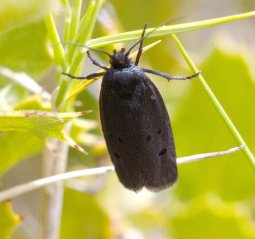 Ethmia chrysopyga